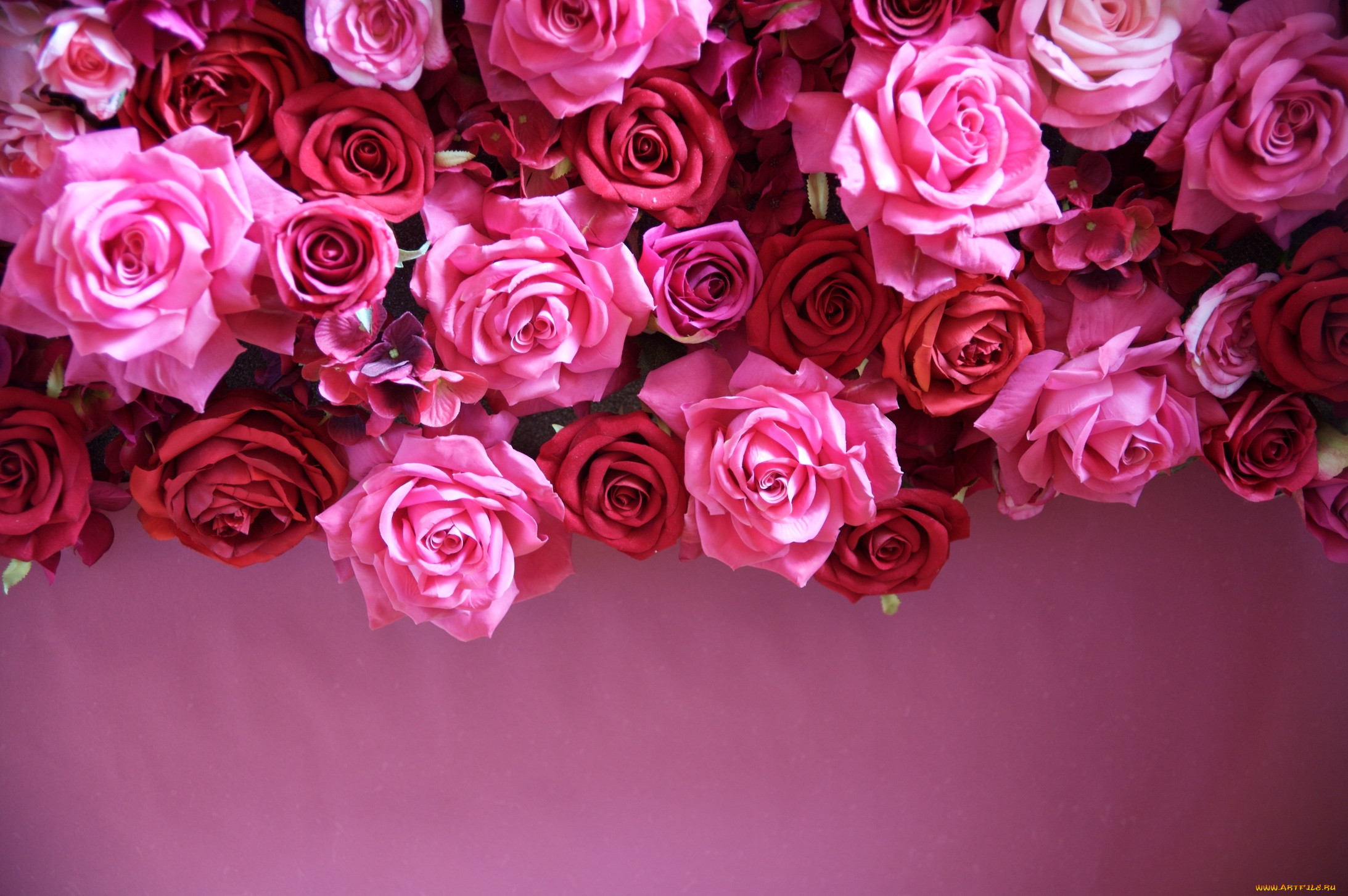 , ,  ,  , leaves, petals, bud, rose, , , , , , blossoms